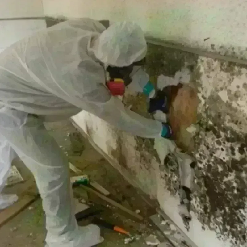 Mold Remediation and Removal in Page County, IA